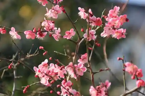 熊野福藏神社の自然