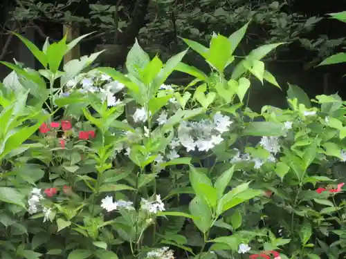 安國論寺（安国論寺）の庭園