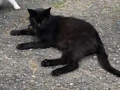 八幡神社の動物