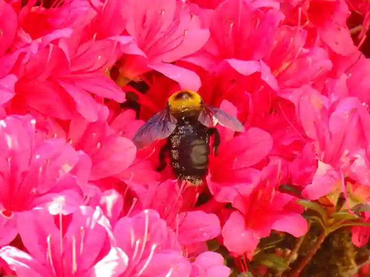 塩船観音寺の自然