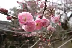 北野天満宮の自然