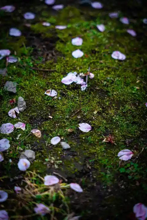 豊崎神社の自然