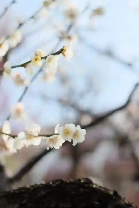 鳩森八幡神社の{uncategorized: "未分類", other: "その他", undefined: "問題あり", building: "その他建物", grave: "お墓", sacred_gate: "鳥居", guardian: "狛犬", statue: "像", buddha: "仏像", history: "歴史", nature: "自然", garden: "庭園", animal: "動物", pagoda: "塔", temizu: "手水舎", mountain_gate: "山門・神門", sanctuary: "本殿・本堂", subordinate: "末社・摂社", art: "芸術", scenery: "景色", jizo: "地蔵", ema: "絵馬", goshuin: "御朱印", omikuji: "おみくじ", items: "授与品その他", amulet: "お守り", goshuincho: "御朱印帳", eats: "食事", festival: "お祭り", votive_dance: "神楽", shichigosan: "七五三参", wedding: "結婚式", experience: "体験その他", initially: "初詣", around: "周辺", anti_infection: "感染症対策"}