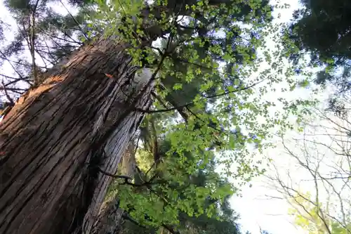 磐椅神社の自然