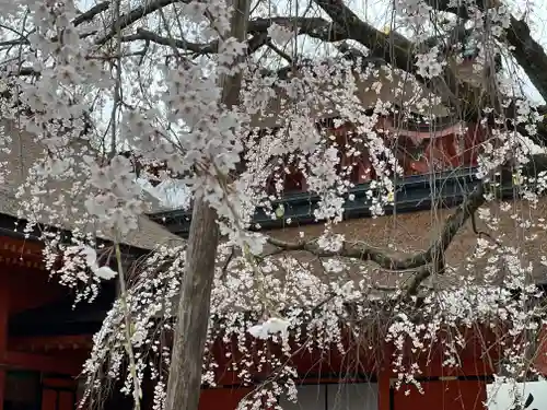 富士山本宮浅間大社の自然