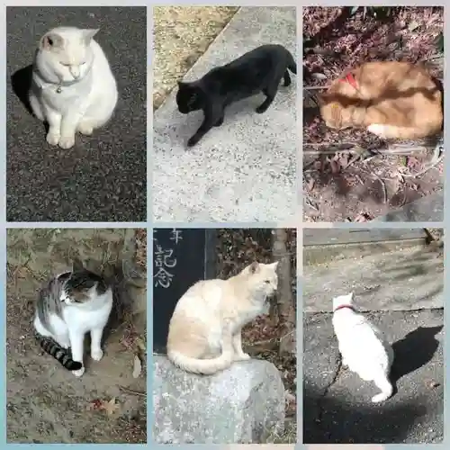 唐澤山神社の動物
