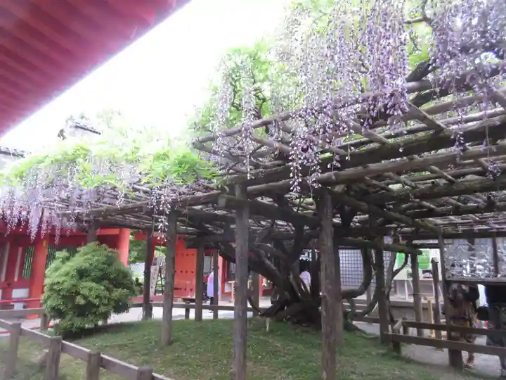 春日大社の自然