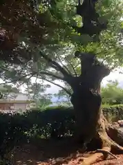 阿奈志神社(福井県)