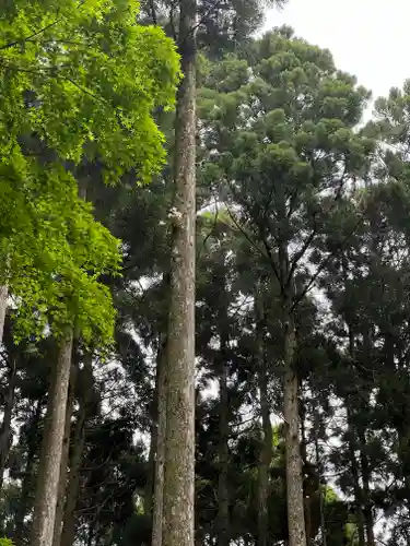 須山浅間神社の自然