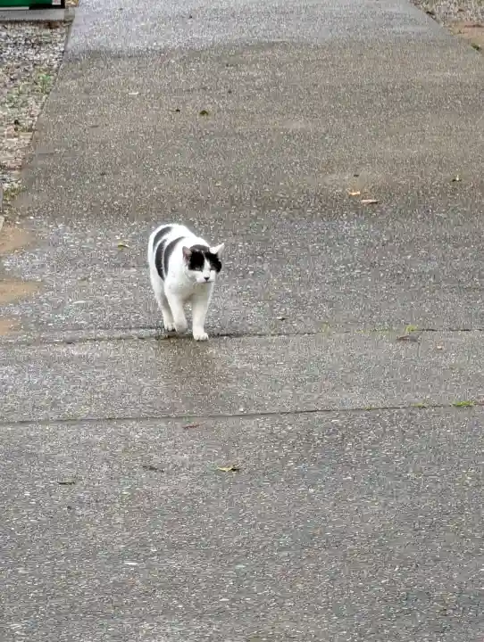 鎌数伊勢大神宮の{uncategorized: "未分類", other: "その他", undefined: "問題あり", building: "その他建物", grave: "お墓", sacred_gate: "鳥居", guardian: "狛犬", statue: "像", buddha: "仏像", history: "歴史", nature: "自然", garden: "庭園", animal: "動物", pagoda: "塔", temizu: "手水舎", mountain_gate: "山門・神門", sanctuary: "本殿・本堂", subordinate: "末社・摂社", art: "芸術", scenery: "景色", jizo: "地蔵", ema: "絵馬", goshuin: "御朱印", omikuji: "おみくじ", items: "授与品その他", amulet: "お守り", goshuincho: "御朱印帳", eats: "食事", festival: "お祭り", votive_dance: "神楽", shichigosan: "七五三参", wedding: "結婚式", experience: "体験その他", initially: "初詣", around: "周辺", anti_infection: "感染症対策"}