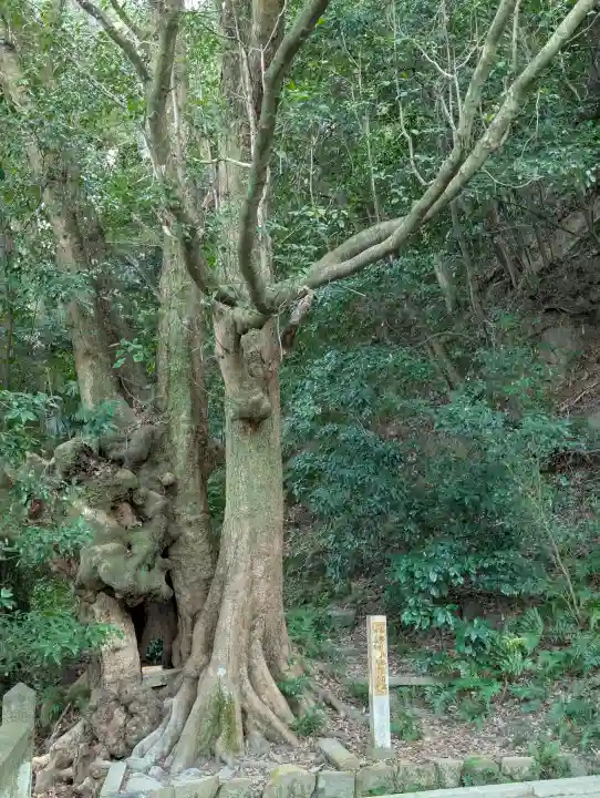 高良神社の{uncategorized: "未分類", other: "その他", undefined: "問題あり", building: "その他建物", grave: "お墓", sacred_gate: "鳥居", guardian: "狛犬", statue: "像", buddha: "仏像", history: "歴史", nature: "自然", garden: "庭園", animal: "動物", pagoda: "塔", temizu: "手水舎", mountain_gate: "山門・神門", sanctuary: "本殿・本堂", subordinate: "末社・摂社", art: "芸術", scenery: "景色", jizo: "地蔵", ema: "絵馬", goshuin: "御朱印", omikuji: "おみくじ", items: "授与品その他", amulet: "お守り", goshuincho: "御朱印帳", eats: "食事", festival: "お祭り", votive_dance: "神楽", shichigosan: "七五三参", wedding: "結婚式", experience: "体験その他", initially: "初詣", around: "周辺", anti_infection: "感染症対策"}