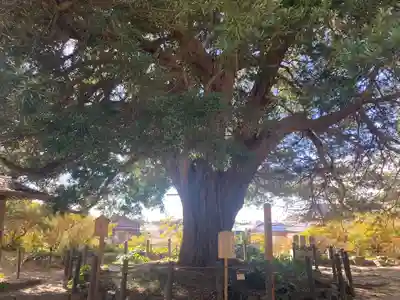安養院　(田代寺）(神奈川県)