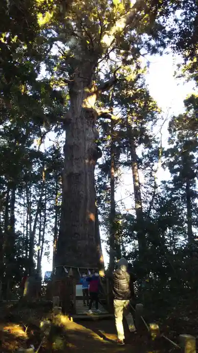 麻賀多神社の自然