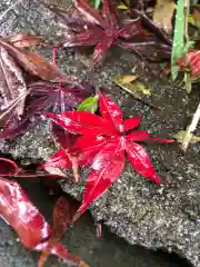 横浜御嶽神社の自然