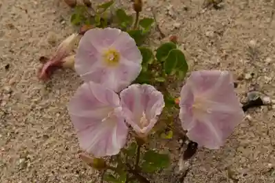 鹿島神社(愛媛県)