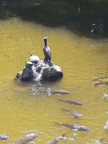 三嶋大社(静岡県)