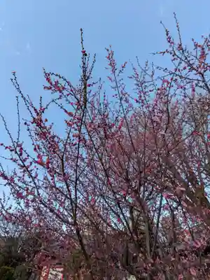 成願寺(東京都)