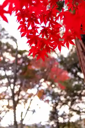 大原野神社(京都府)