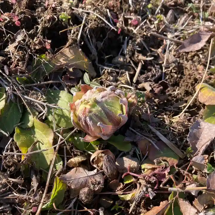 高司神社〜むすびの神の鎮まる社〜(福島県)
