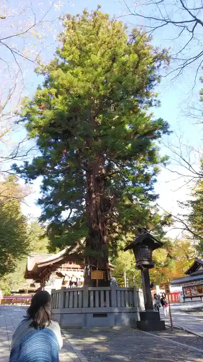 諏訪大社下社秋宮の自然