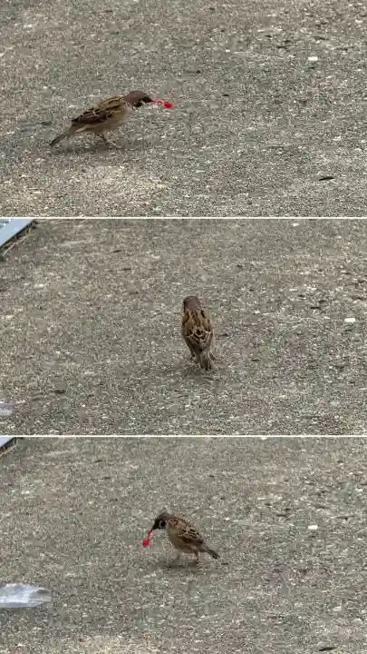 七重浜海津見神社(北海道)