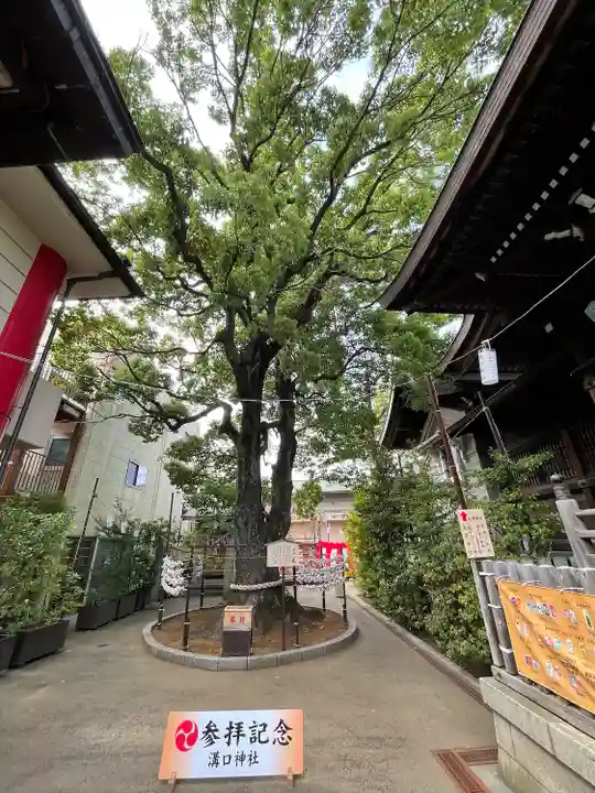 溝口神社の自然