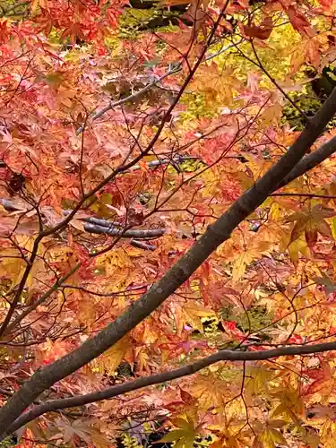 岩戸落葉神社の自然