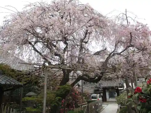 地蔵院（椿寺）の自然
