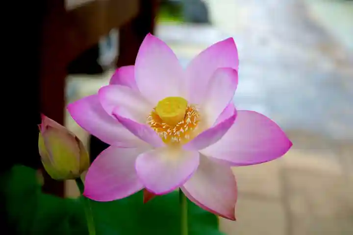 法源寺(山梨県)