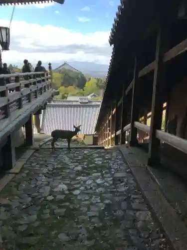 東大寺 二月堂の{uncategorized: "未分類", other: "その他", undefined: "問題あり", building: "その他建物", grave: "お墓", sacred_gate: "鳥居", guardian: "狛犬", statue: "像", buddha: "仏像", history: "歴史", nature: "自然", garden: "庭園", animal: "動物", pagoda: "塔", temizu: "手水舎", mountain_gate: "山門・神門", sanctuary: "本殿・本堂", subordinate: "末社・摂社", art: "芸術", scenery: "景色", jizo: "地蔵", ema: "絵馬", goshuin: "御朱印", omikuji: "おみくじ", items: "授与品その他", amulet: "お守り", goshuincho: "御朱印帳", eats: "食事", festival: "お祭り", votive_dance: "神楽", shichigosan: "七五三参", wedding: "結婚式", experience: "体験その他", initially: "初詣", around: "周辺", anti_infection: "感染症対策"}