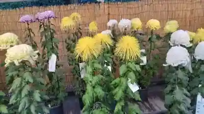 明治神宮(東京都)