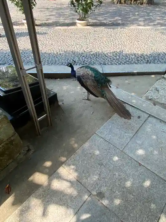 楽法寺(雨引観音)の動物