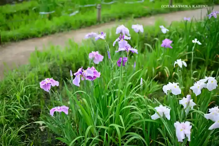 伊勢神宮外宮(豊受大神宮)の自然