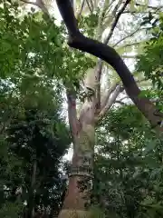 鎮守氷川神社の自然