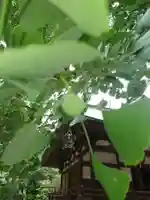 賀羅加波神社の自然