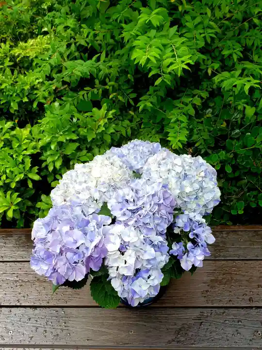 増上寺塔頭 三縁山 宝珠院(東京都)