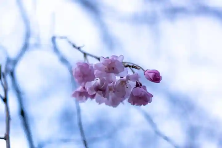 平野神社(京都府)