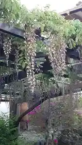 西方山極楽寺(岐阜県)(2023年04月21日(金) 21時13分51秒投稿)