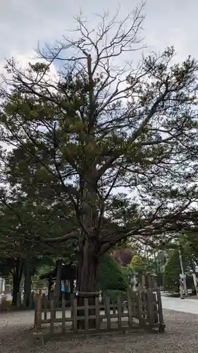 湯倉神社の自然