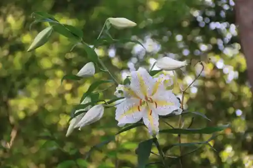 三春大神宮の自然