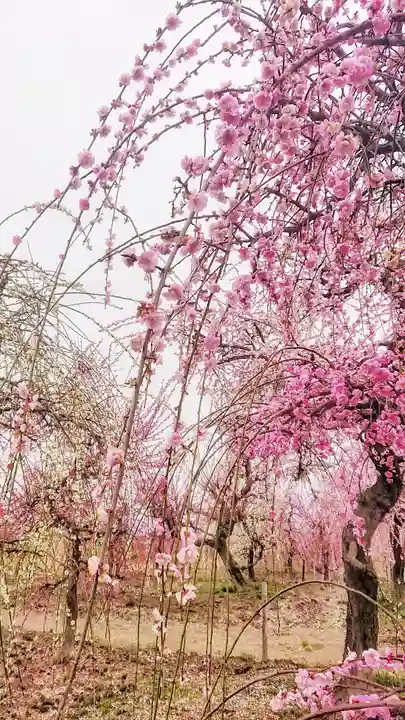 尾張大國霊神社(国府宮)の自然