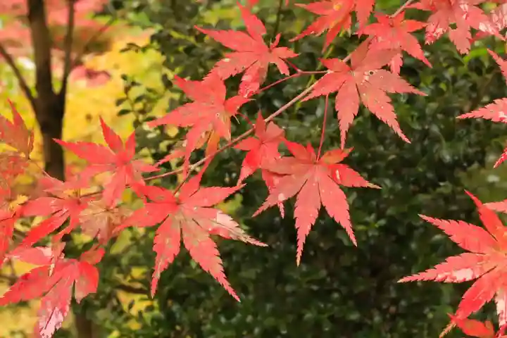 常照寺(京都府)