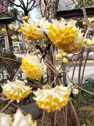 鳩森八幡神社の自然