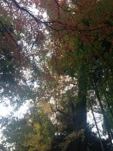 宝珠山　観泉寺の庭園
