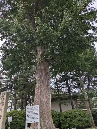 福井神社(福井県)
