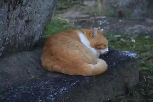 長屋神社の動物