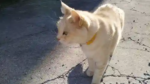 加茂神社の動物