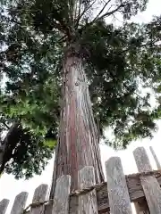 神明社（犬山神明社）の自然