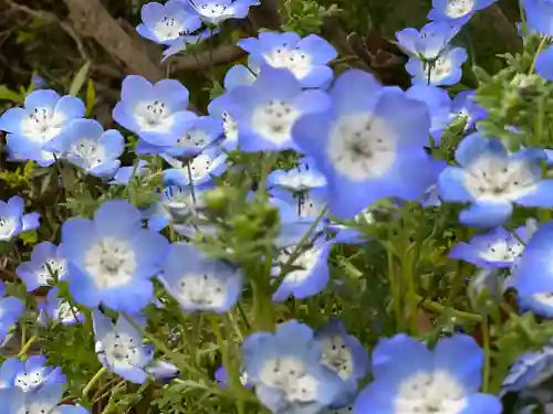佐野原神社の自然
