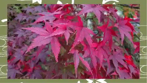 冠稲荷神社(群馬県)